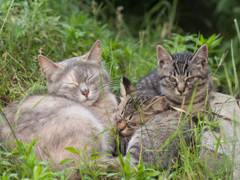 猫、猫、子猫