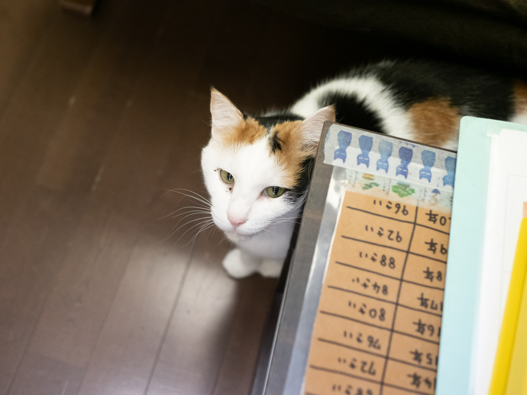 猫カフェにて #57