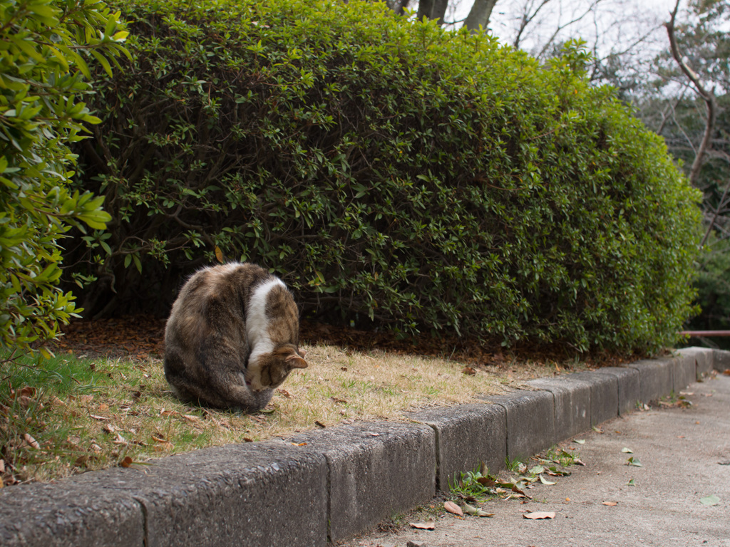 猫球