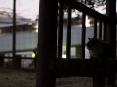 夕暮れ時