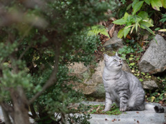 鳥の鳴き声が