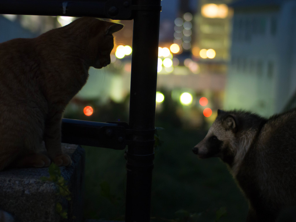 夜の対話