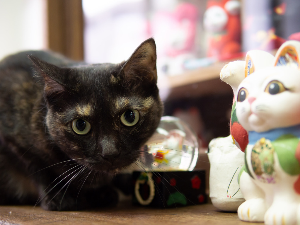 猫カフェにて#3