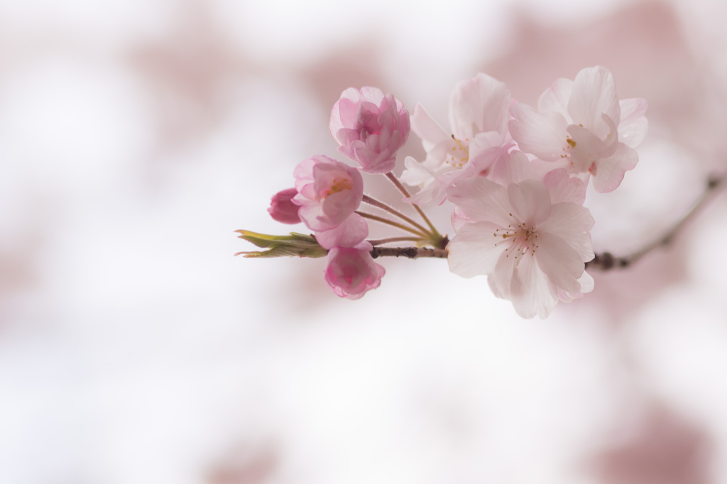 こころに咲く花があるなら