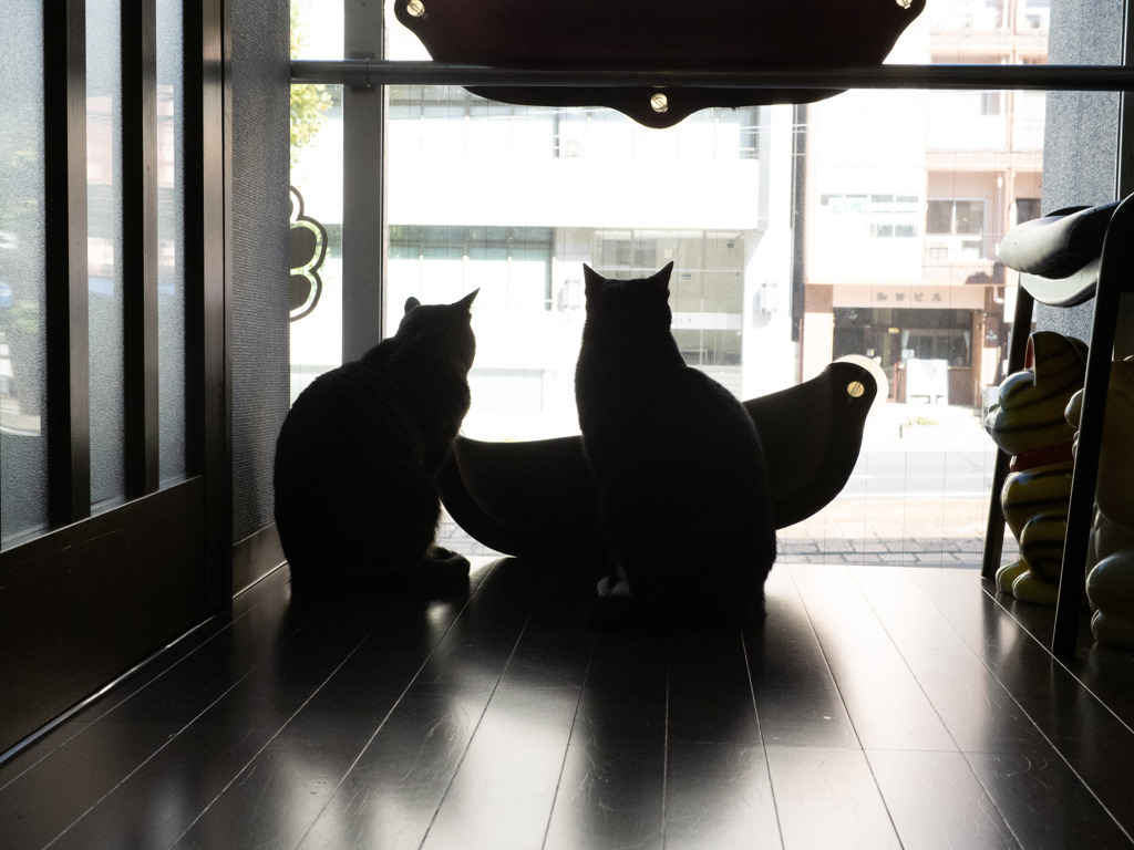 猫カフェにて #53