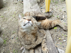 後ろ足で掻く