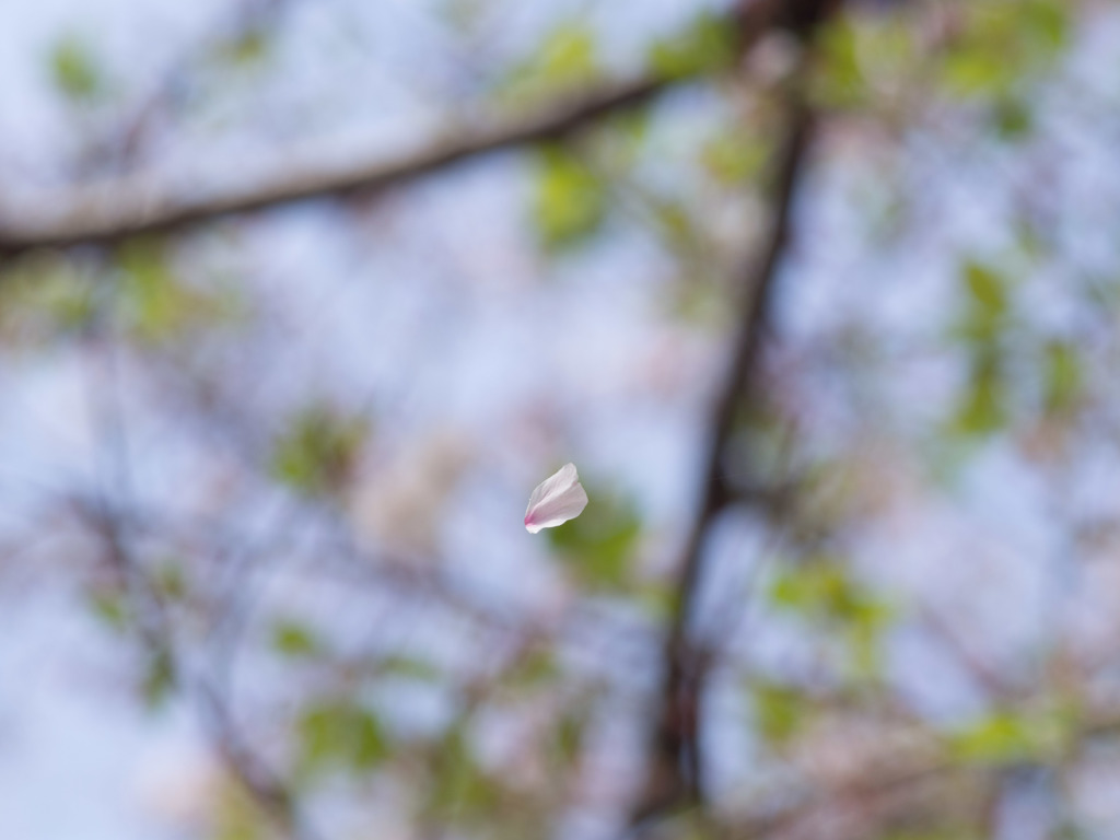 風に吹かれて