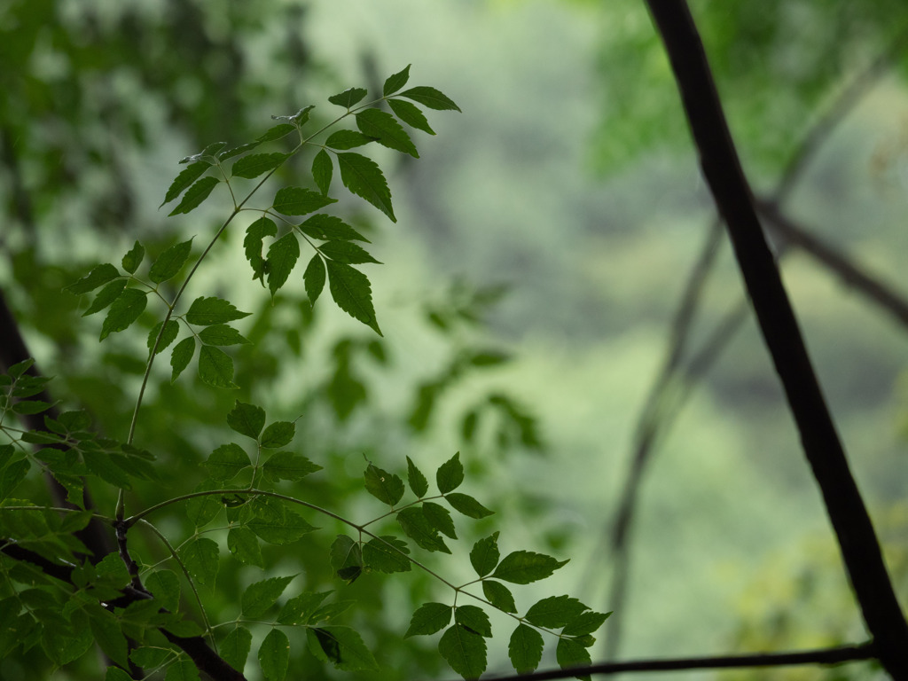 雨に濡れる