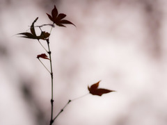 紅の佇み