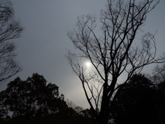 朧に照らす