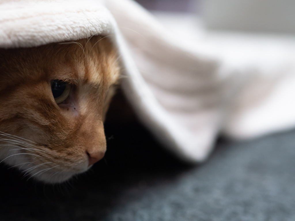 猫カフェにて#10