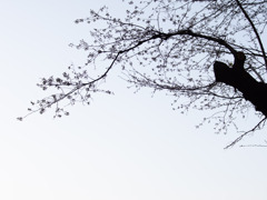 桜の目覚め