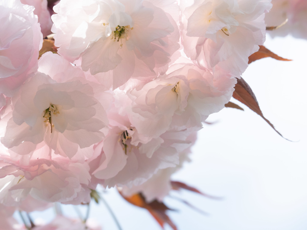 八重桜
