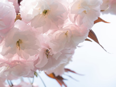 八重桜