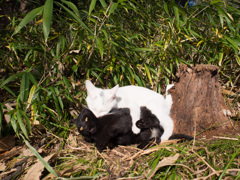 吸血猫