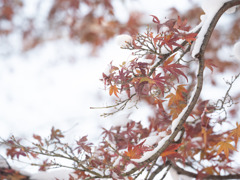 モミジを飾る雪