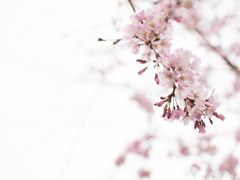 枝垂桜
