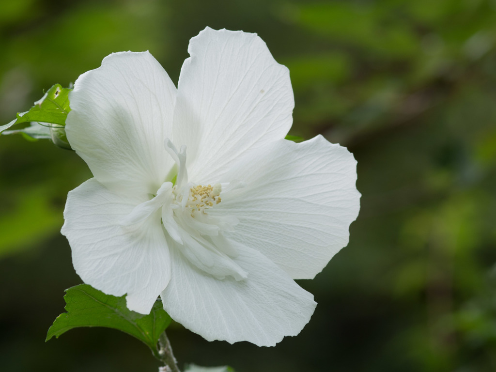 白いムクゲの花