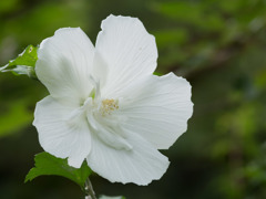 白いムクゲの花