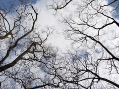 ケヤキの向こうの雲