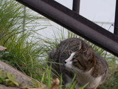 見上げる