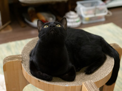 猫カフェにて #50