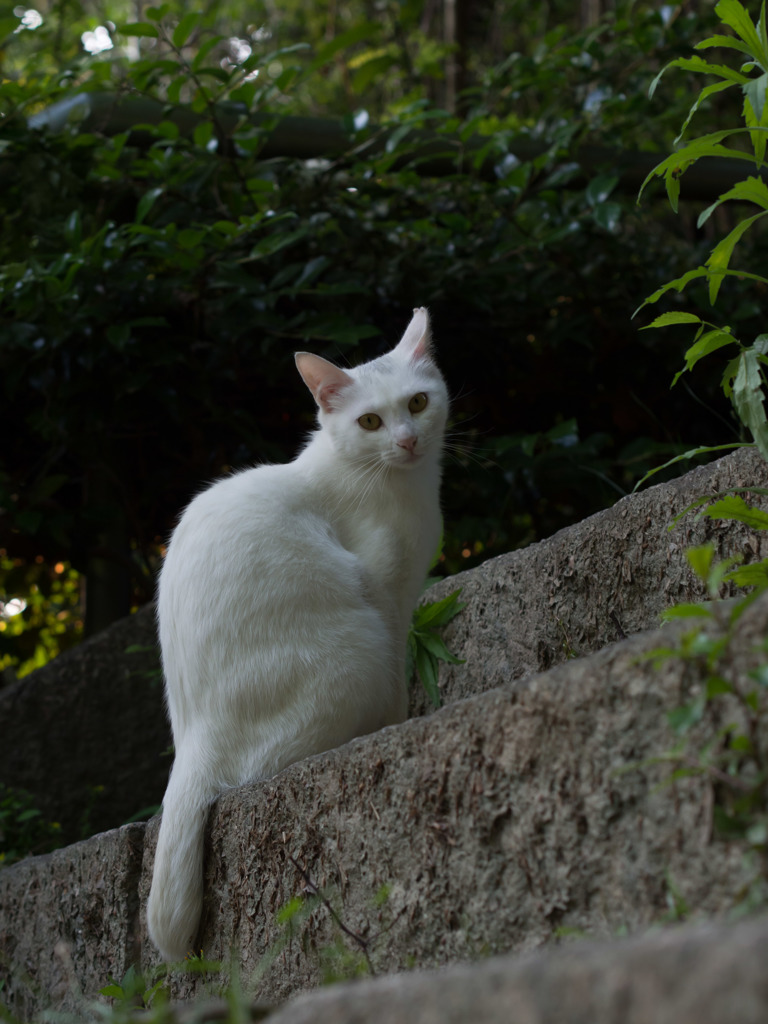 美猫