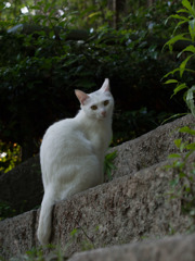 美猫