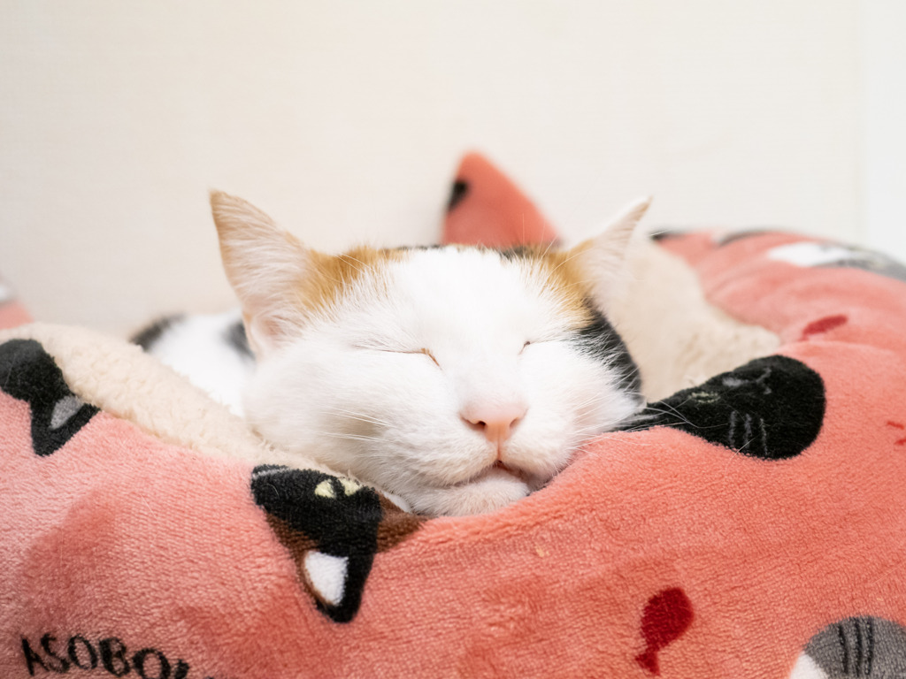 猫カフェにて #24