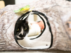 猫カフェにて #55