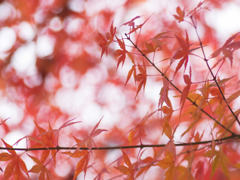 紅
