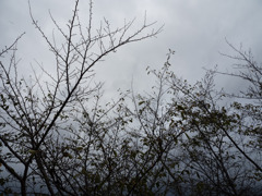 冬を待つ桜