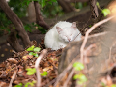 可愛い猫には抗えない