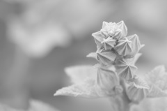 タチアオイ　蕾
