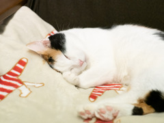 猫カフェにて #29