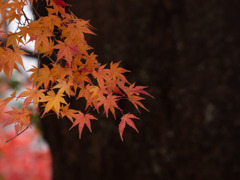山王神社のモミジ