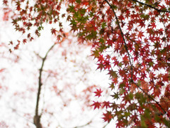 今年のモミジ