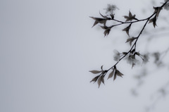 山桜