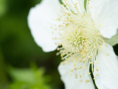 クサイチゴの花