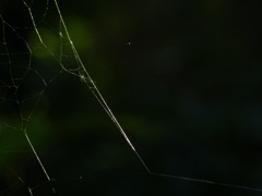 the web