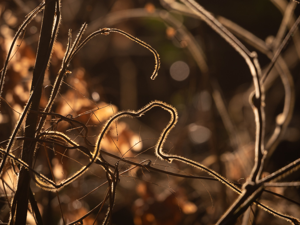 自然のイルミネーション