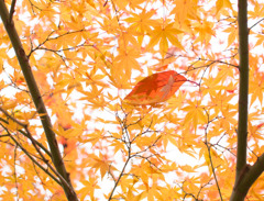 桜の葉、一枚