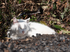 猫型影で狸に変身