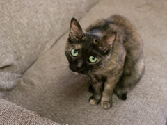 猫カフェにて #48