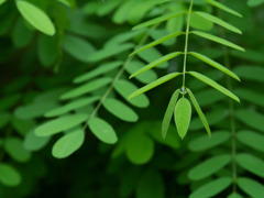 雨、されど、雨