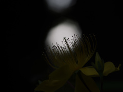未央柳の花