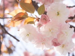 八重桜