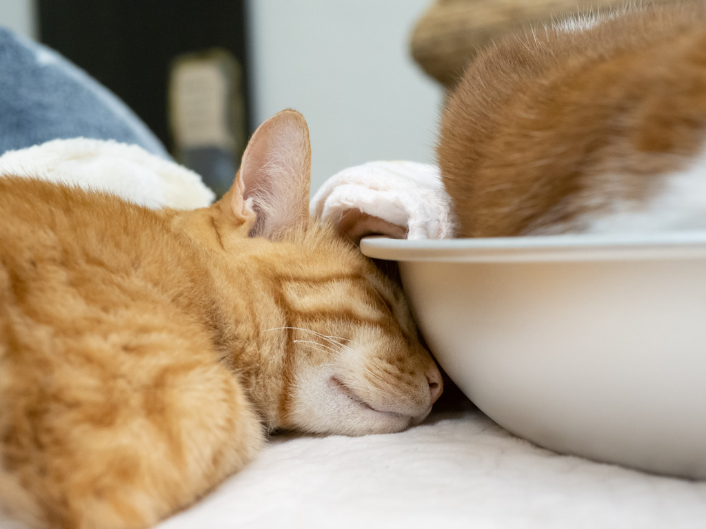 猫カフェにて #22