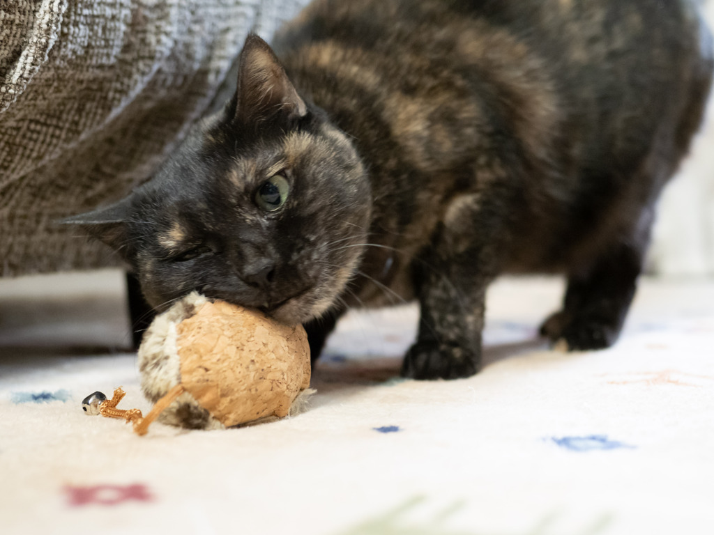 猫カフェにて #37