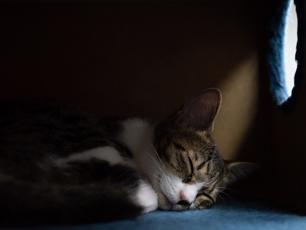 猫カフェにて #7